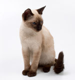 siamese cats facts