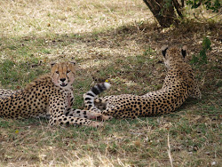 Cheetahs