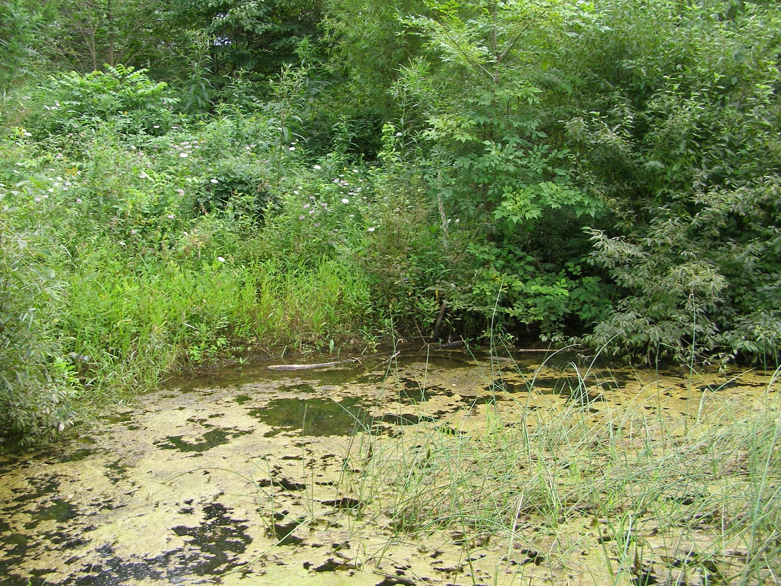 Pond Grasses