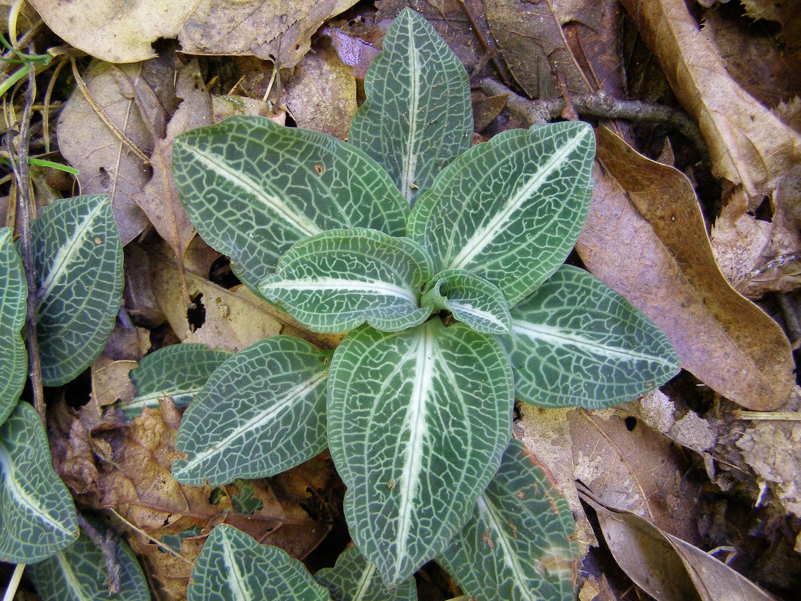 Blue Jay Barrens Attractive Foliage Plants