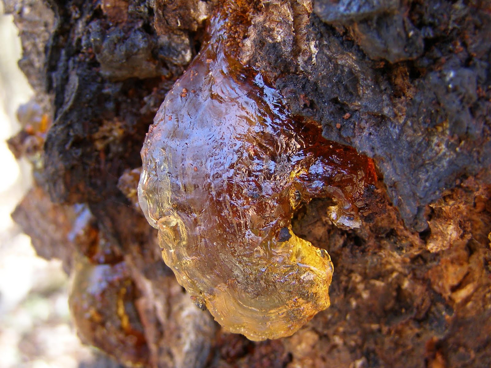 Blue Jay Barrens Amber Tree