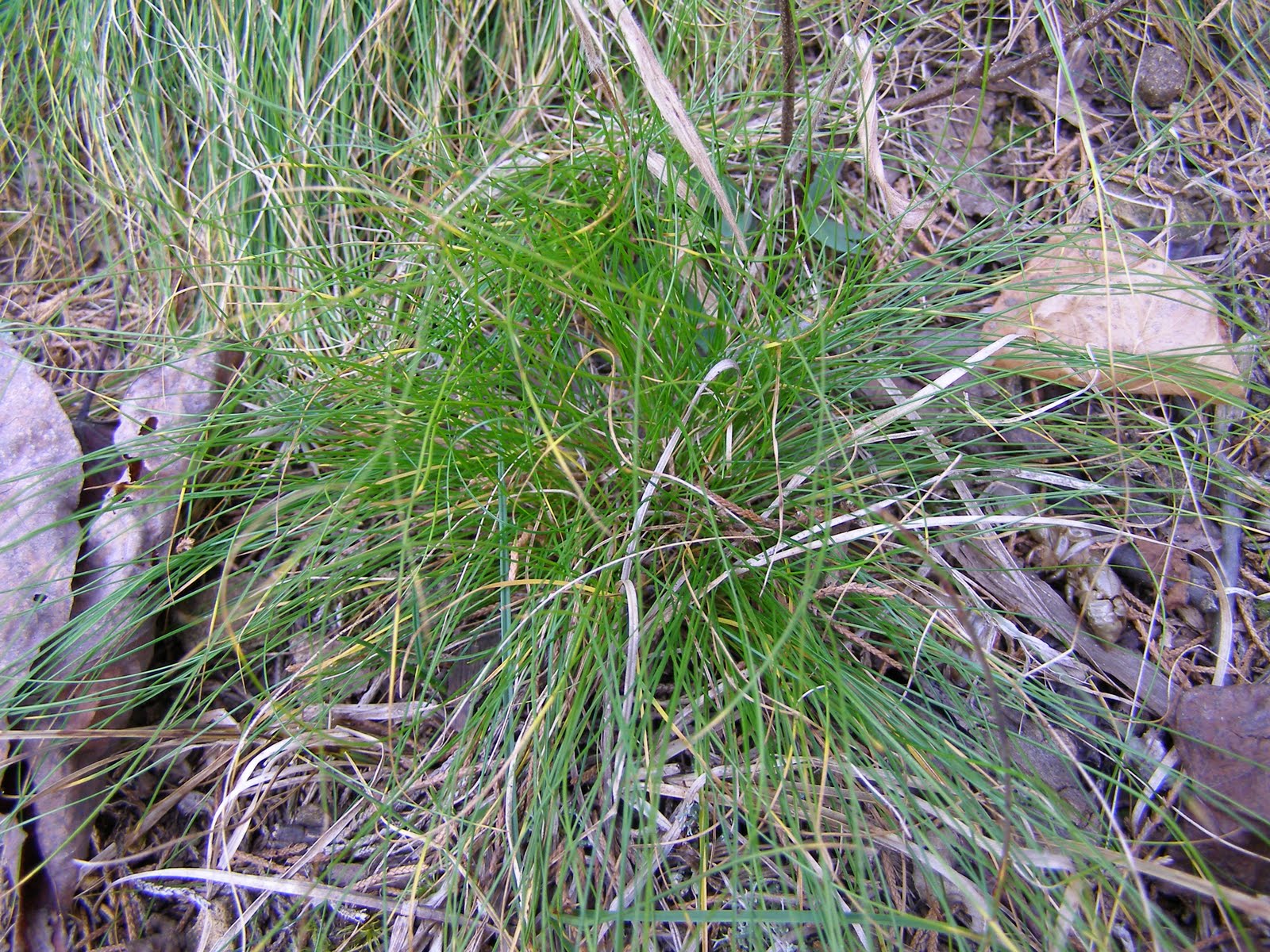 Carex Eburnea