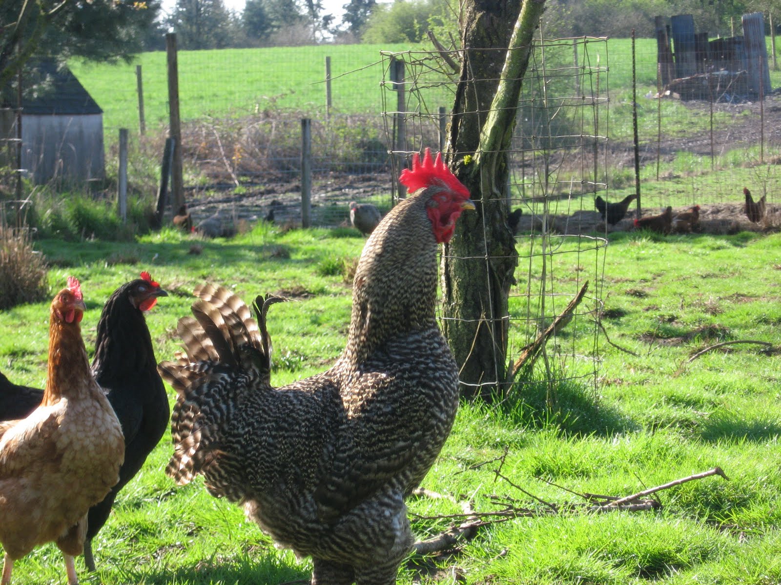 black rock rooster