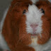 jubi