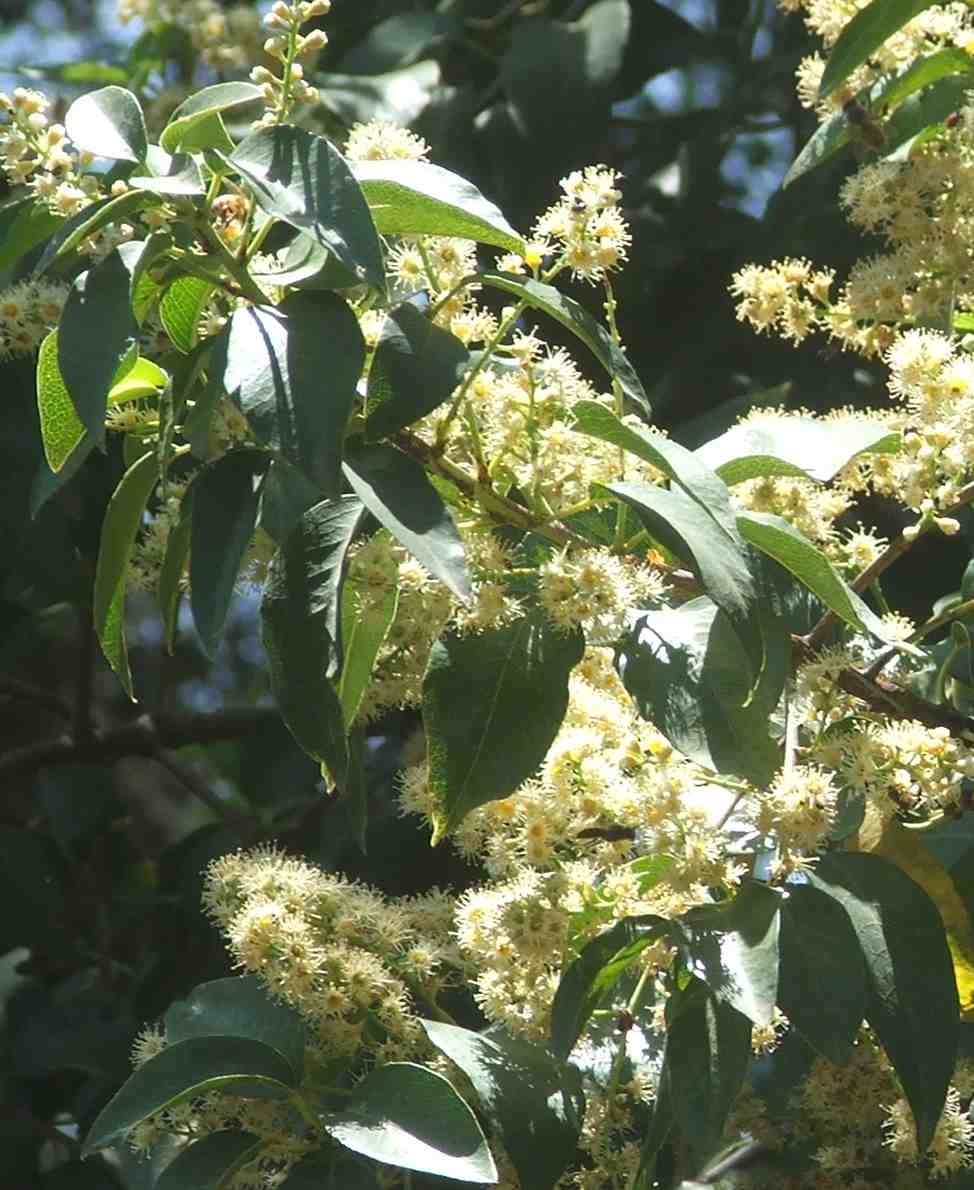 Prunus ilicifolia spp.