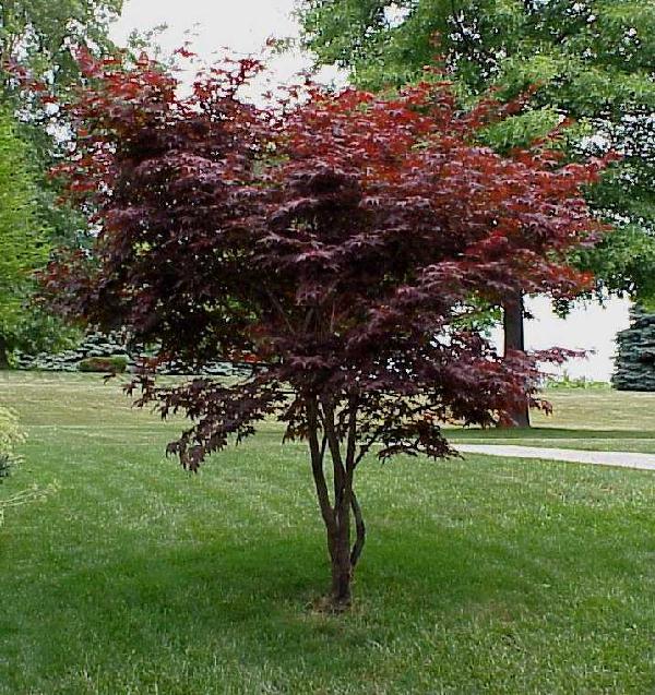 earth friendly landscapes PLANTING WITH DECIDUOUS TREES IN CALIFORNIA