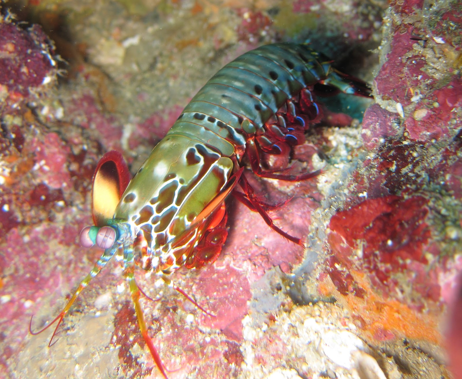Khaolak Scuba Adventures Strongest "punch" in the world.
