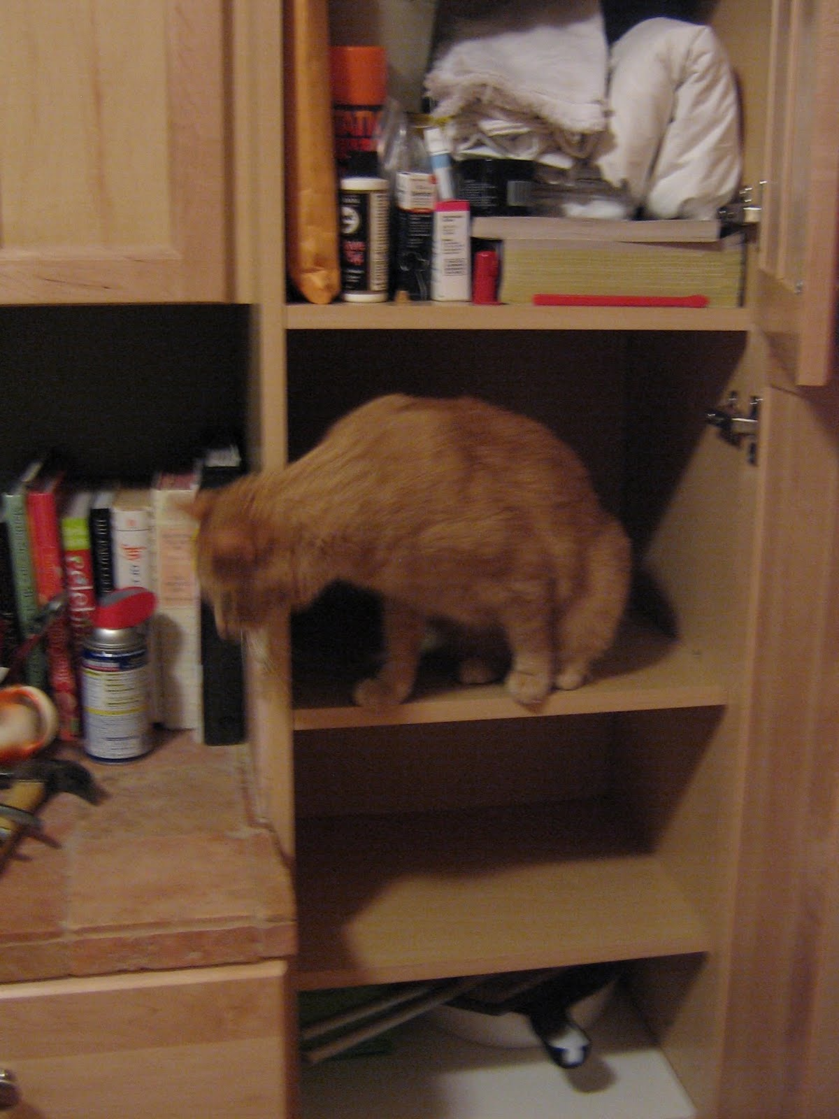 It’s So Nice To Have A Cat Around The House Better Living Through