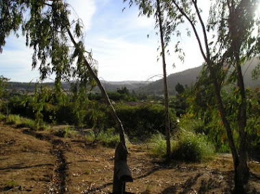 Chilean Countryside