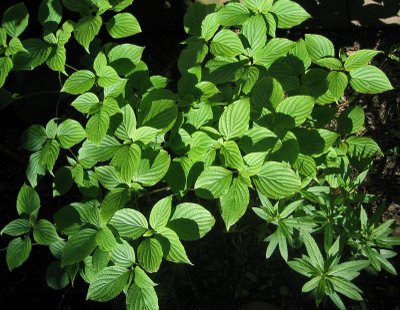 Pagoda+dogwood+tree+diseases