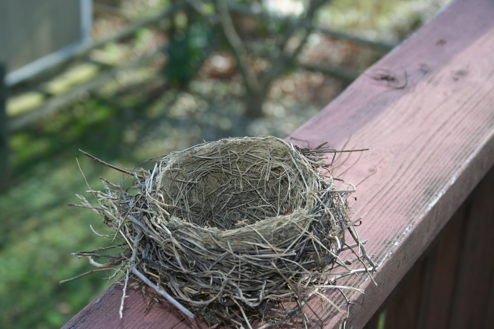 nests%2B006.jpg
