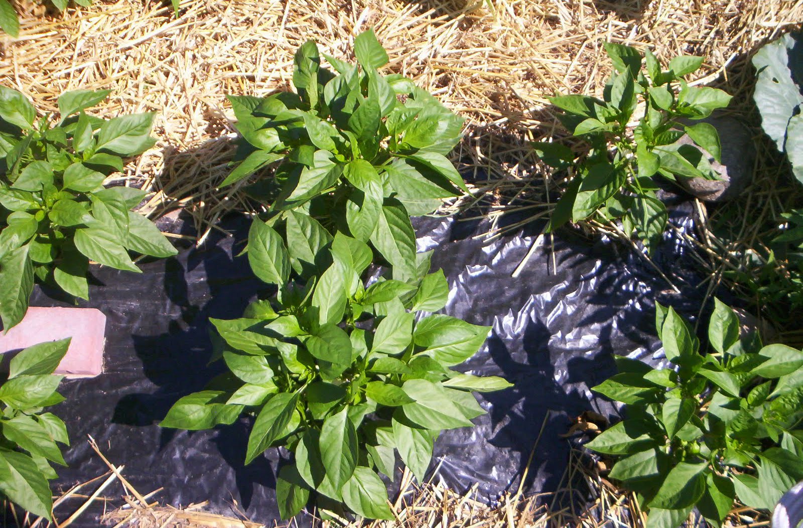 Molly's Kitchen Garden Mulching