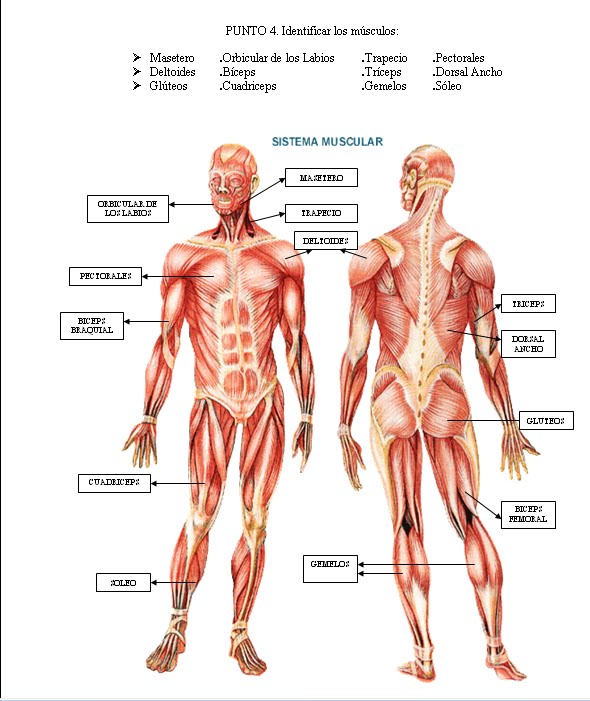 sistema musculoesqueletico