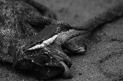 Parque Nacional Da Gorongosa, Março de 2008