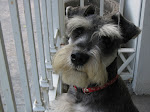 Nedy, mi hermoso Schnauzer