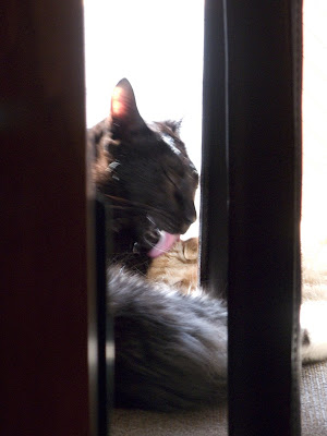 [cats+in+window.jpg]