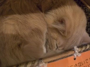 Cat Sleeping in a basket 1