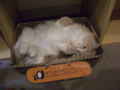 [cat+in+a+basket2.jpg]