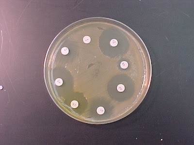 اطلس الميكروبيولوجي -1- Disc+diffusion
