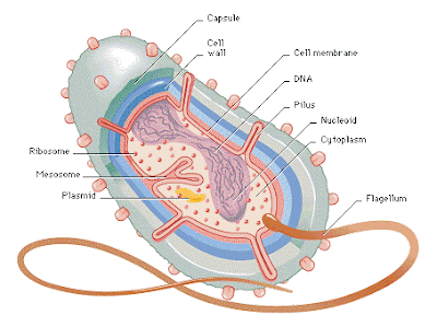اطلس الميكروبيولوجي -1- Bacterial+Structure