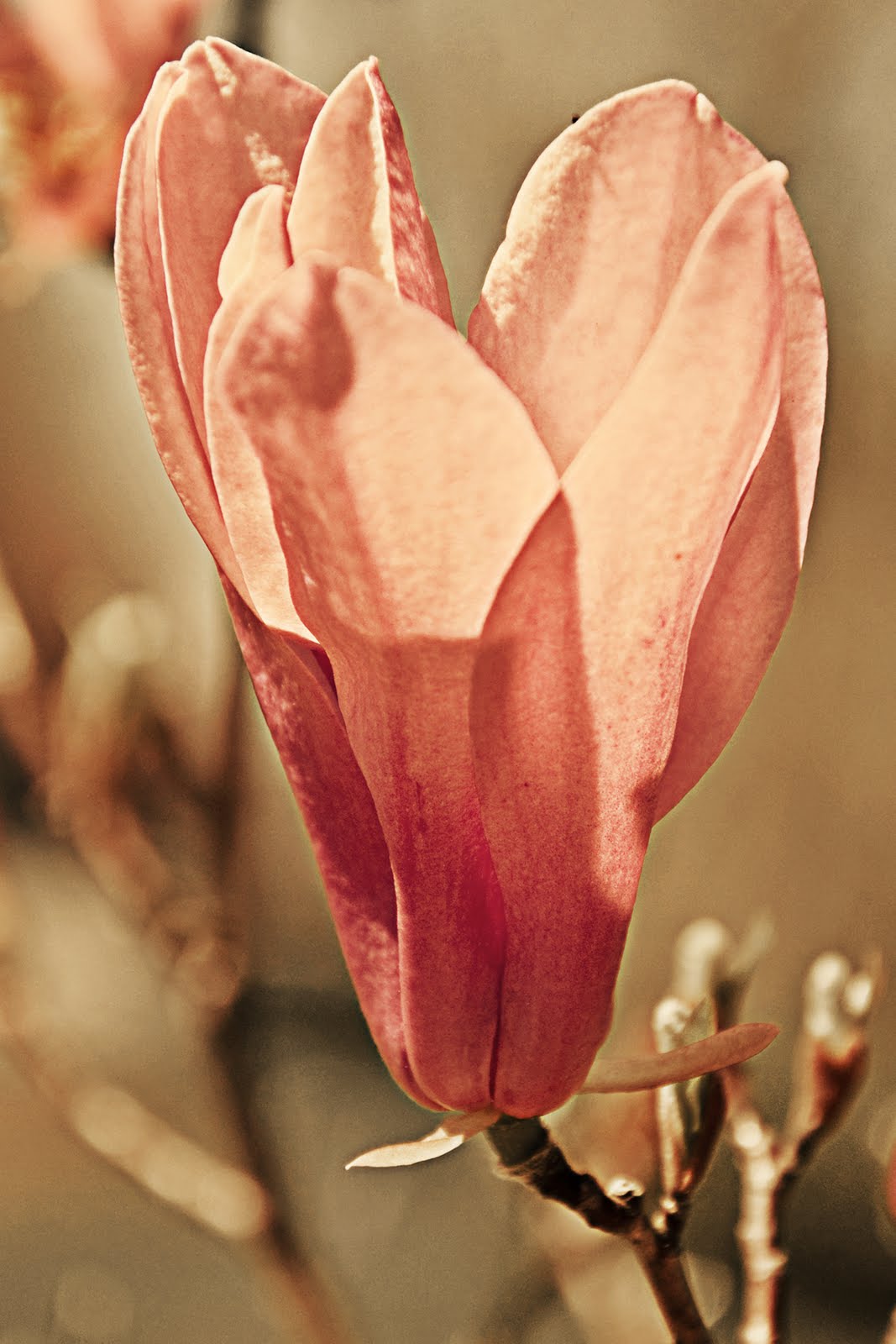 [TulipTree2-4x6.jpg]