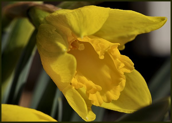 [Daffodil.jpg]
