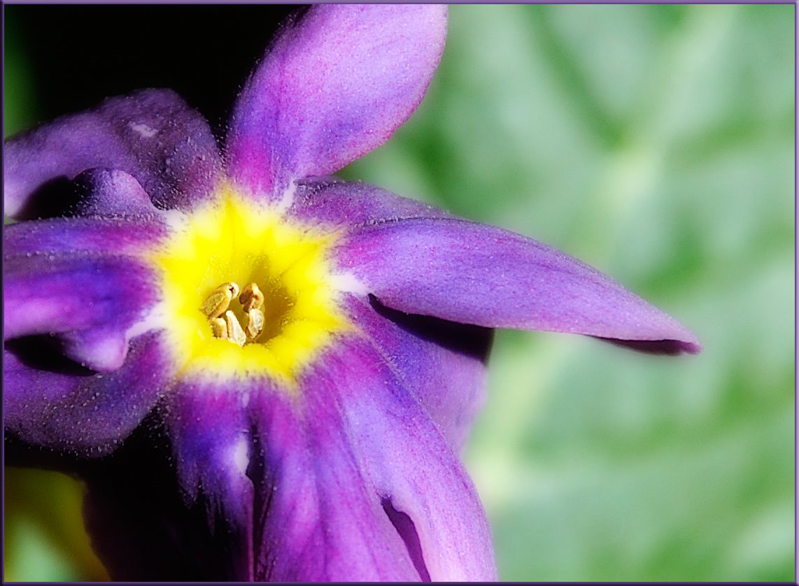 [Purple+Flower.jpg]