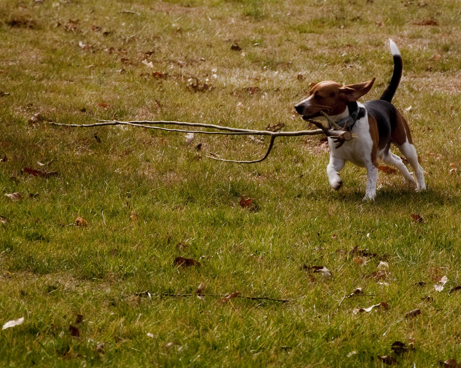 [Bubba+with+Stick.jpg]