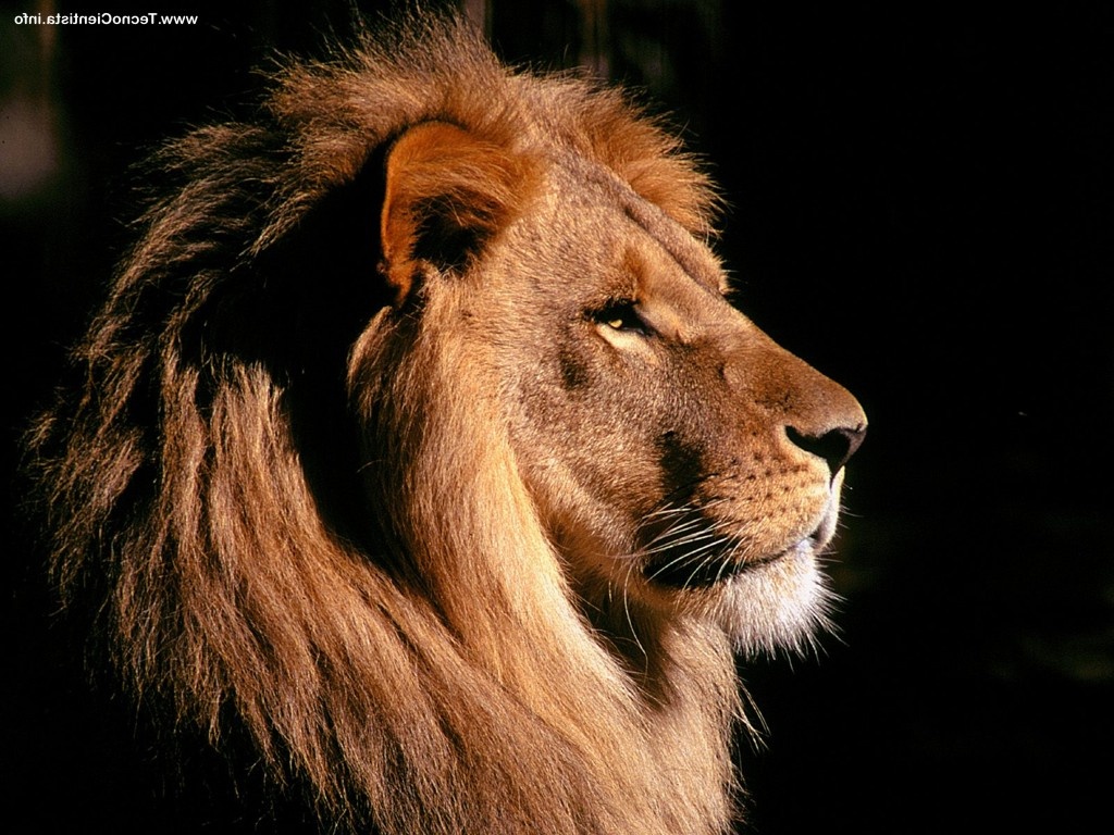 White Strong Lions With Quotes. QuotesGram