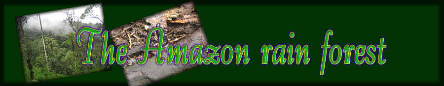 The amazon rain forest