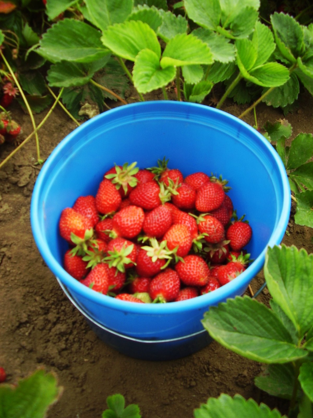 [Strawberry+Picking+024.JPG]