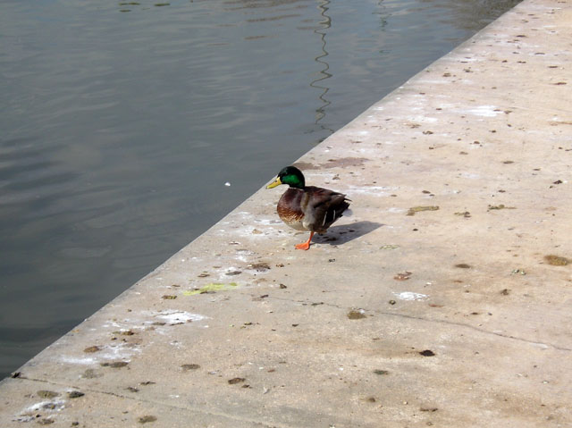 Duck Droppings