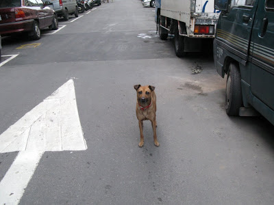 迪化街の犬