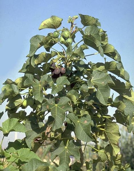 [471px-Jatropha_curcas1_henning.jpg]