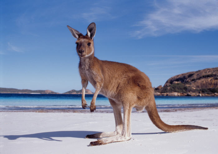 [western-australia-kangaroo-beach.jpg]