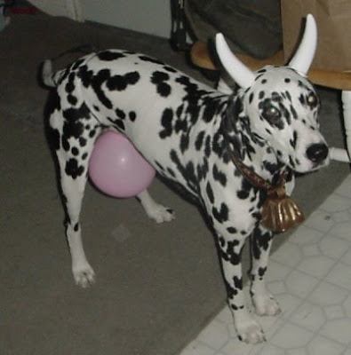 Dogs With Costumes