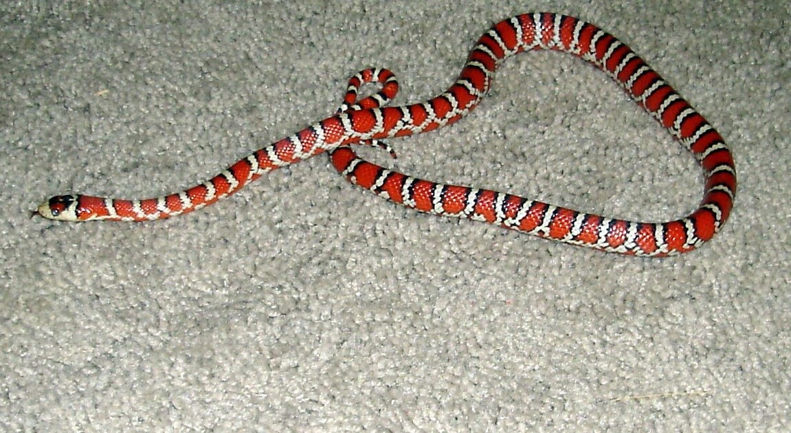 Snakes Return of Pyro the mountain king snake