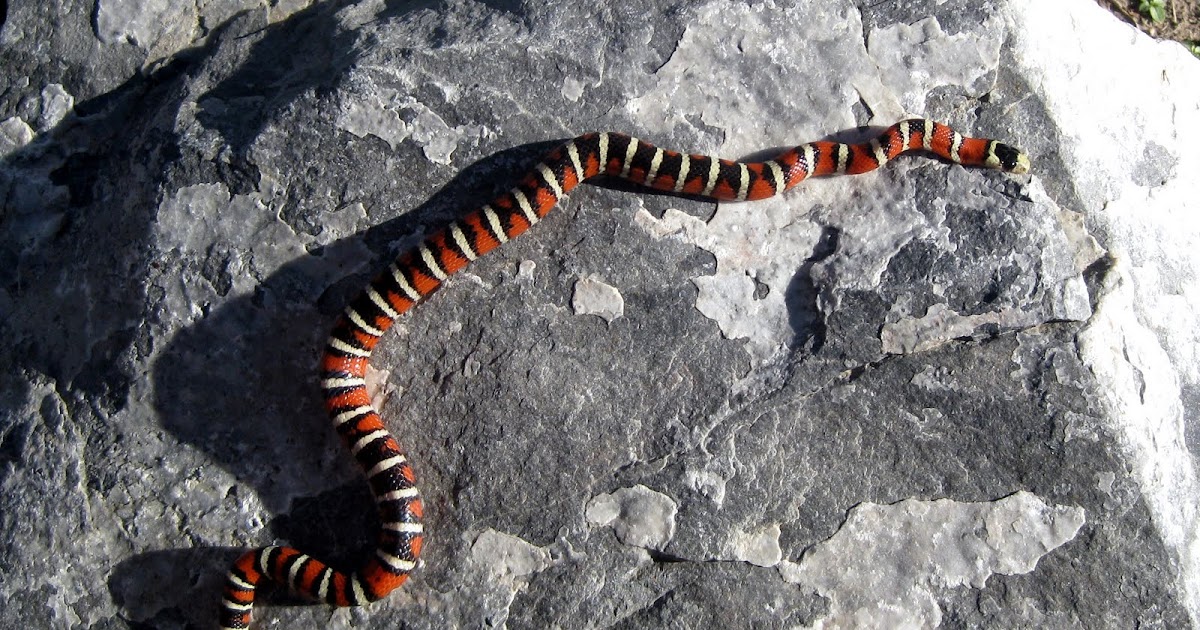 Snakes: Arizona Mountain Kingsnakes: The Beauty Called Pyromelana