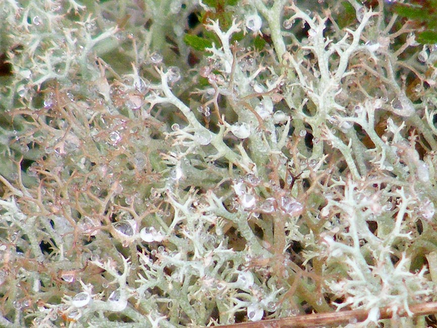 Days on the Claise Reindeer Moss