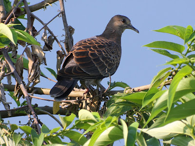 金背鳩