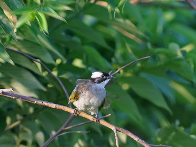 關渡自然公園