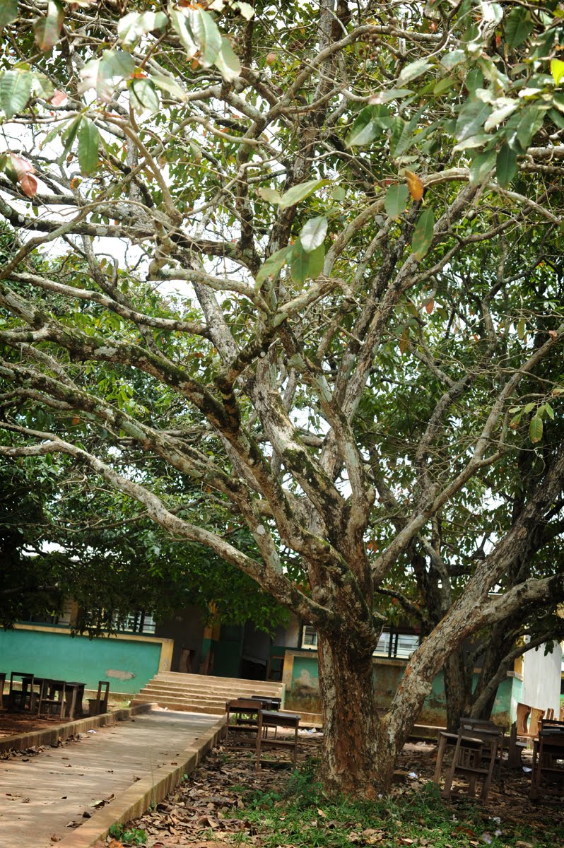 Adventures in Ghana Important Plants of Ghana