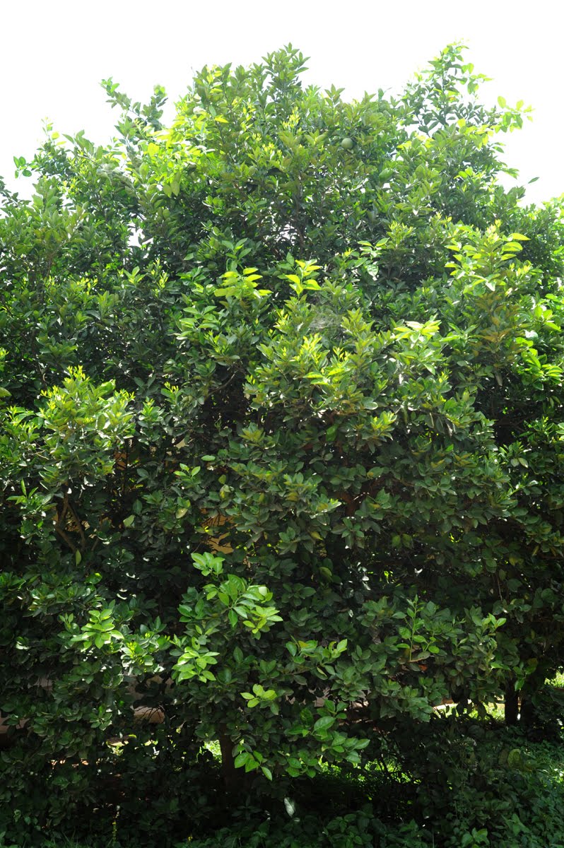 Adventures in Ghana Important Plants of Ghana
