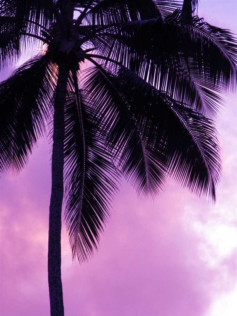[palm+purple.jpg]