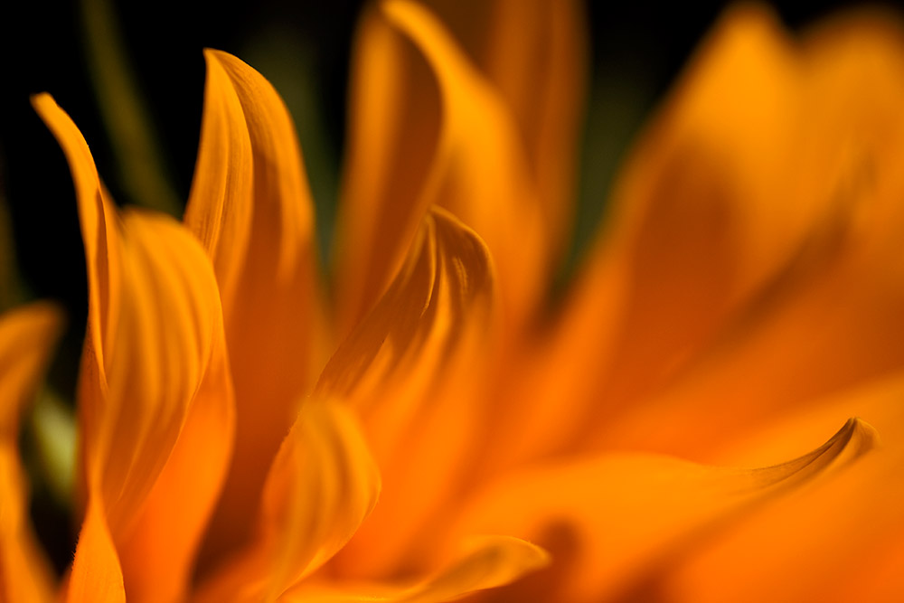 [sunflower2.jpg]