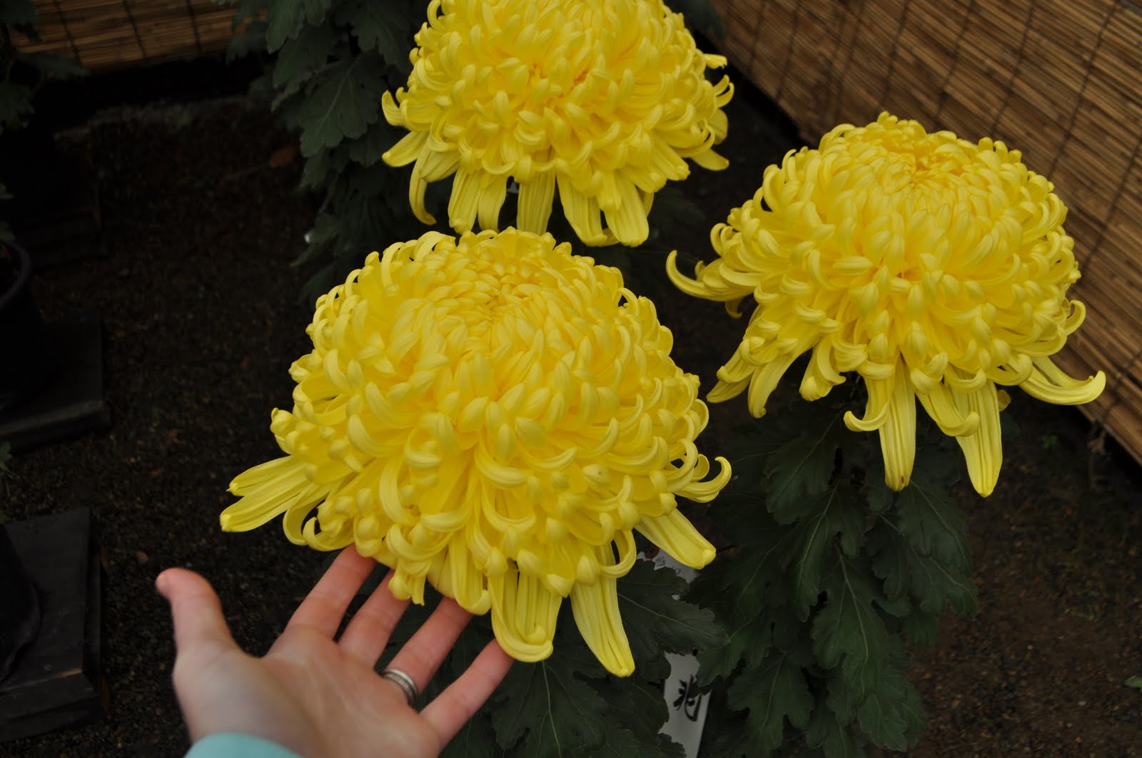 Japan! Chrysanthemum Festival