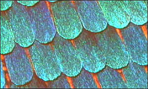 Why Do Moths Have Dust On Their Wings