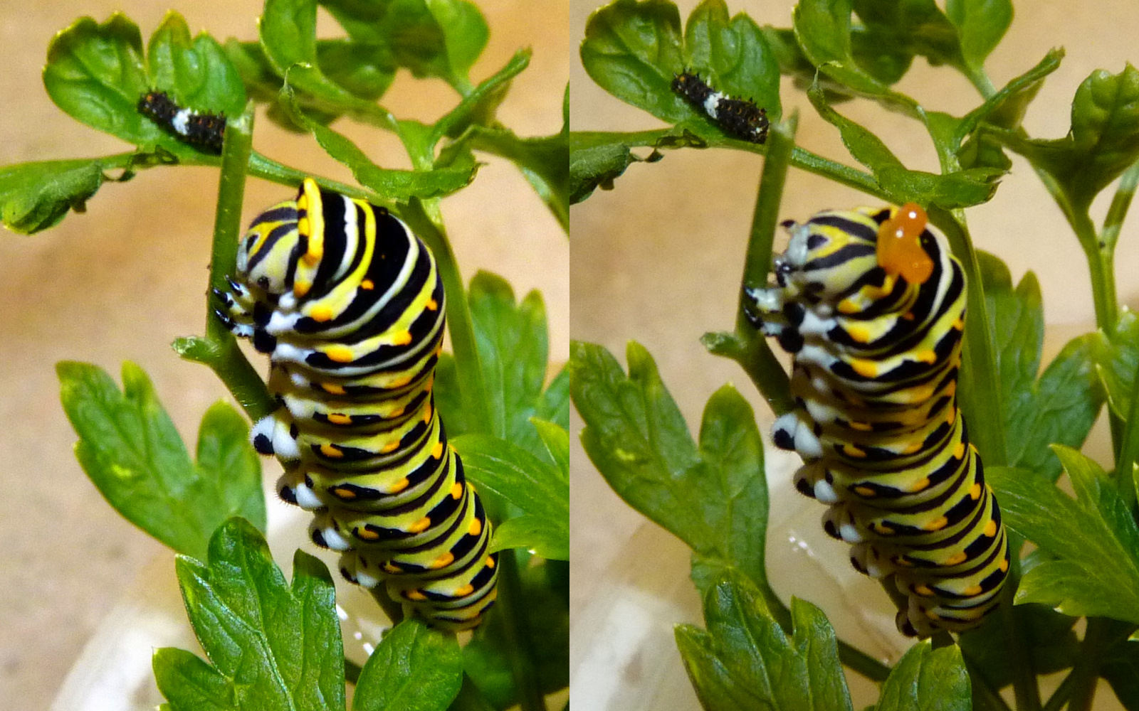 En la imagen de abajo, puedes ver en una gráfica la evolución de las