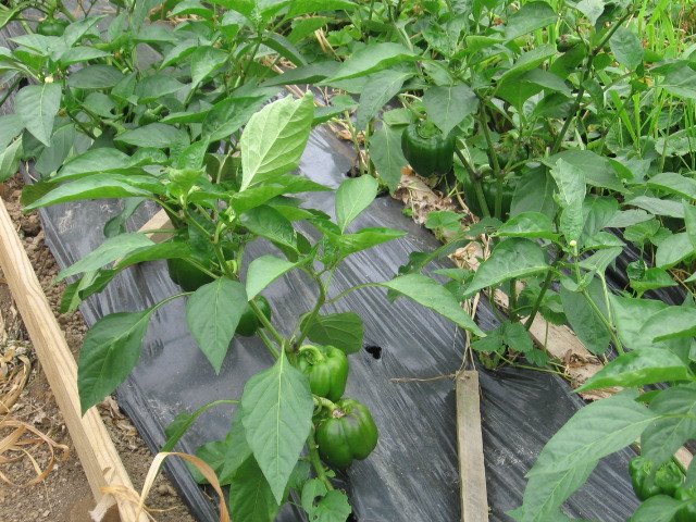 [csa+pepper+plants.jpg]
