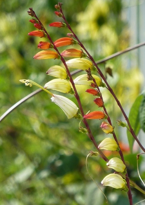 Vademecum Interesting Plants Caryopteris X Clandonensis Barbula